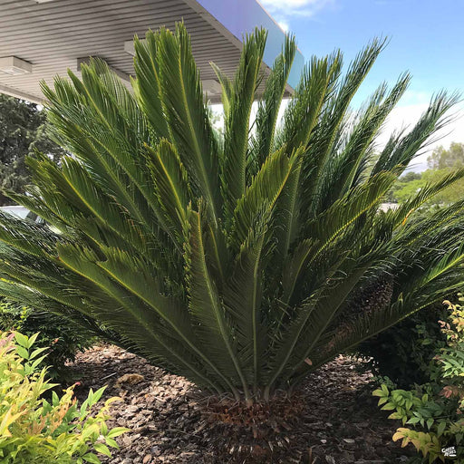 sago palm plant price Sago Palm — Green Acres Nursery & Supply