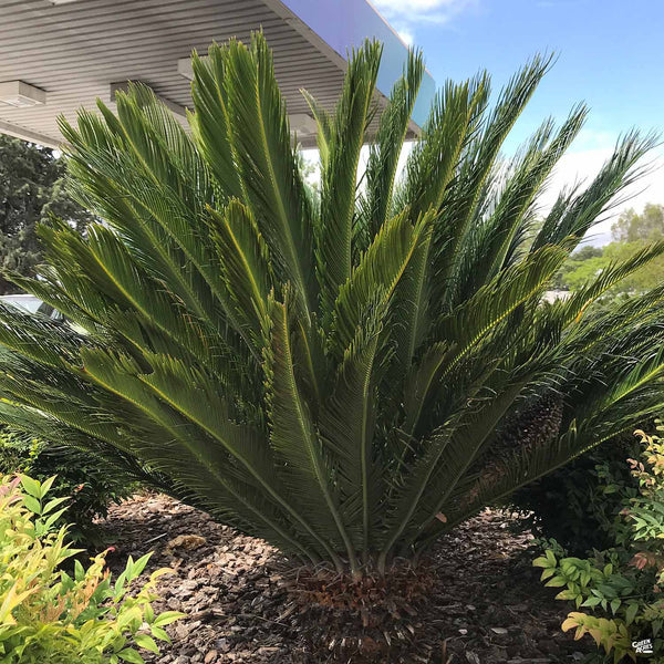 sago palm plants for sale Sago Palm — Green Acres Nursery & Supply
