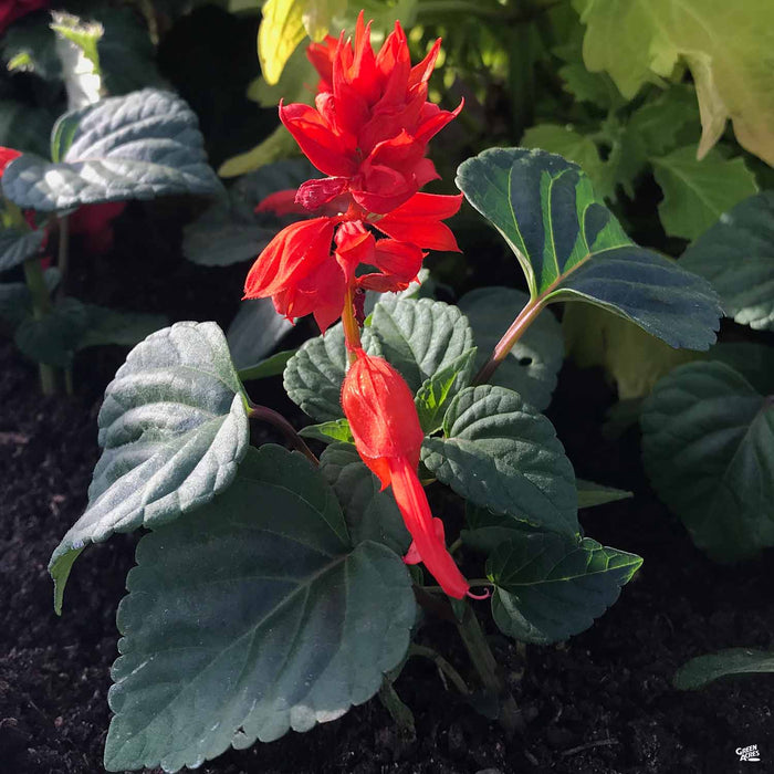 Annual Salvia 'Red Hot Sally'