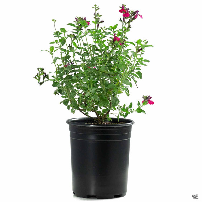 Salvia greggii 'Heatwave Blaze' 1 gallon