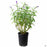 Salvia leucantha 1 gallon