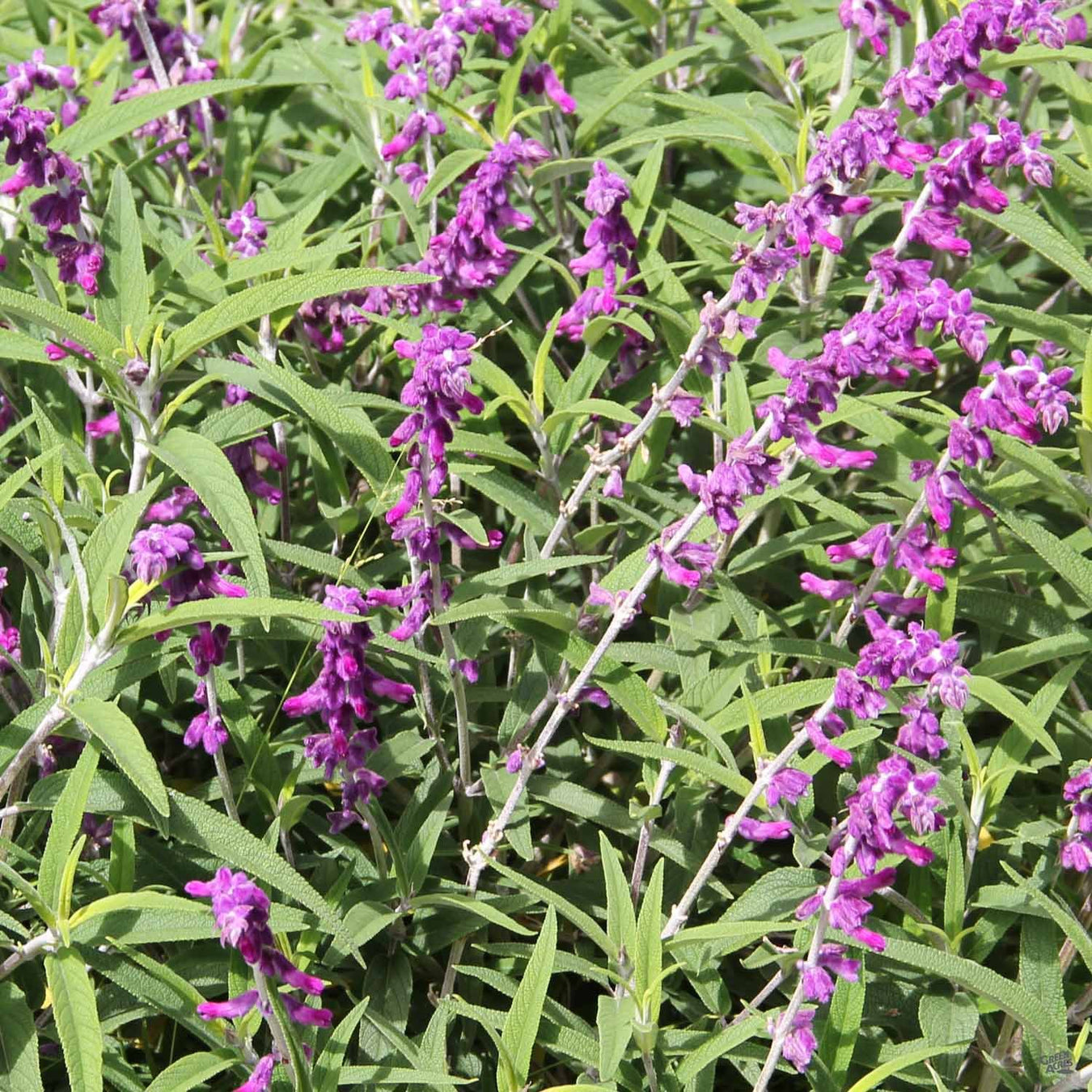 Mexican Bush Sage