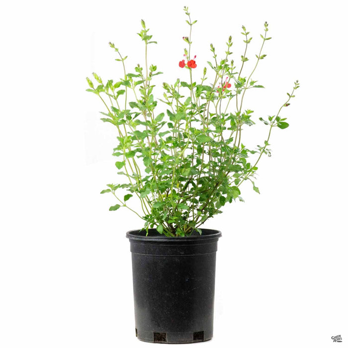 Salvia microphylla 1 gallon red