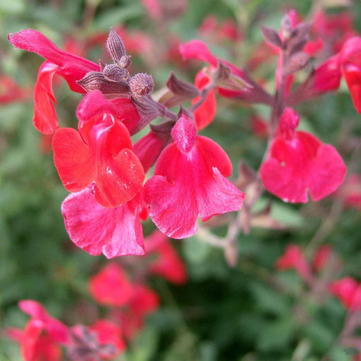 Salvia microphylla, Red