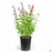 Salvia microphylla 1 gallon 'La Trinidad Pink'