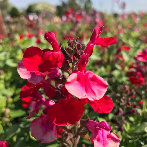 Sage 'Mirage' — Green Acres Nursery & Supply
