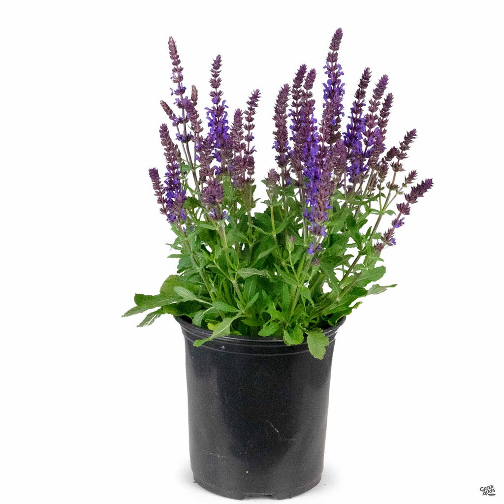 Woodland Sage — Green Acres Nursery & Supply