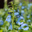 Salvia 'Patio Sky Blue'