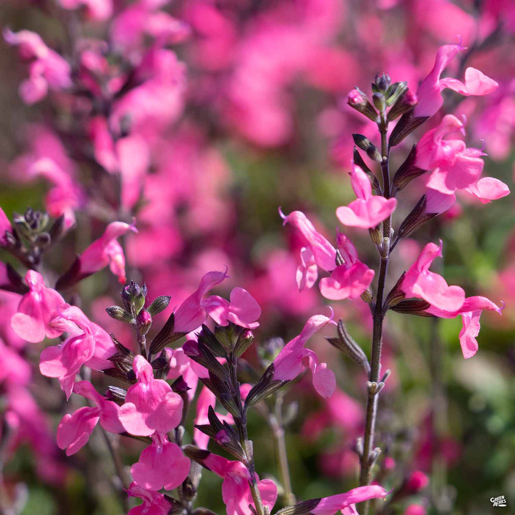 Small-Leaved Sage — Green Acres Nursery & Supply
