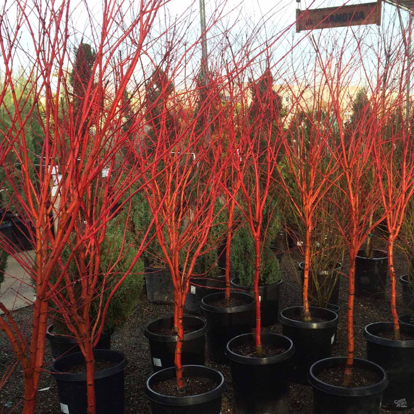 Rare and Unique Japanese Maple Varieties