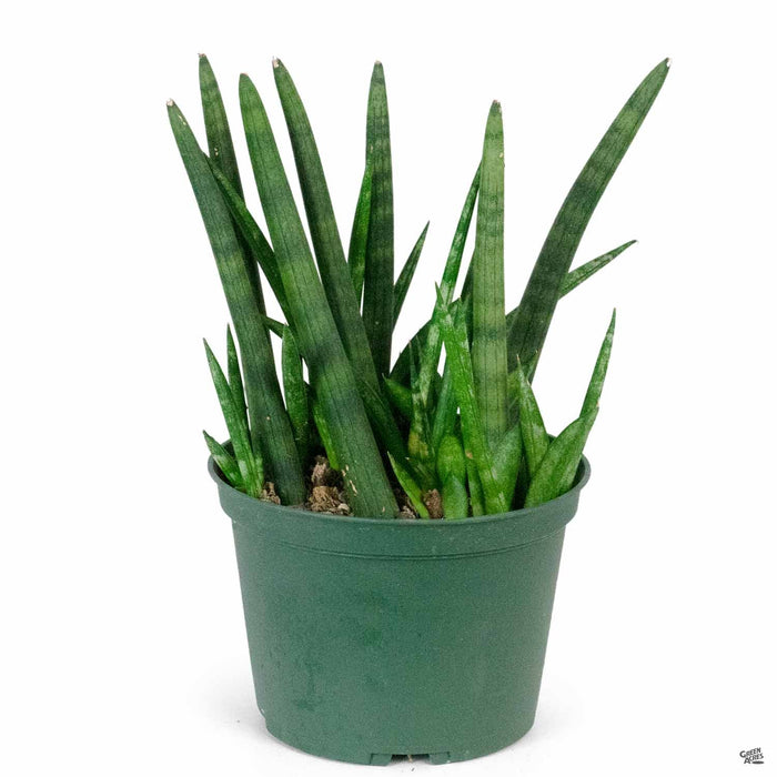 Cylindrical Snake Plant 6 inch