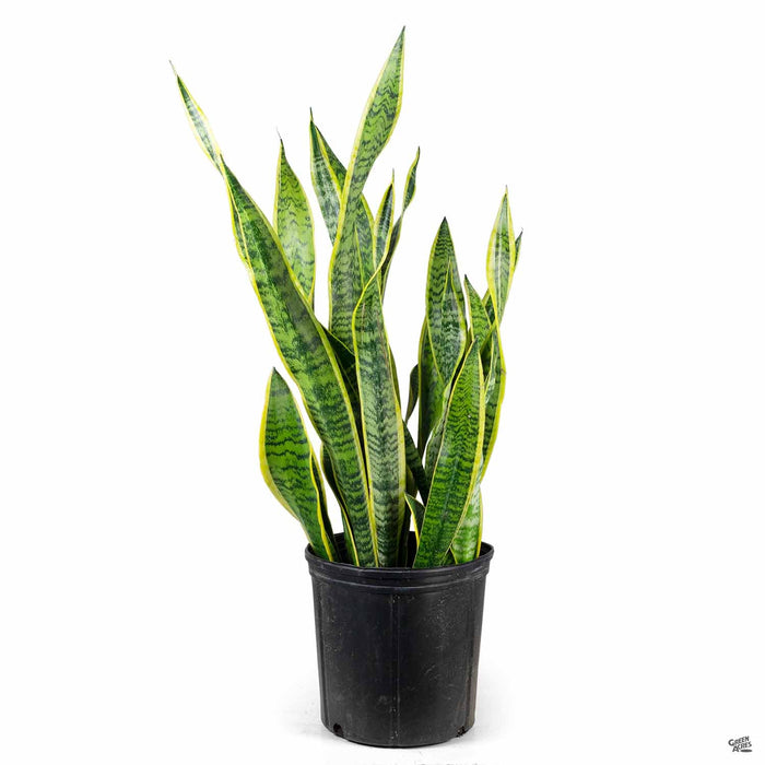 acnl snake plant Snake Plant 'Laurentii' — Green Acres Nursery & Supply