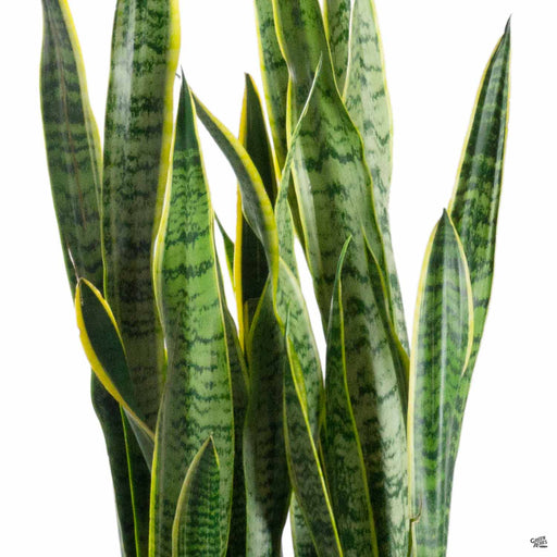 https www.leonandgeorge.com plants large-snake-plant Snake Plant 'Moonshine' — Green Acres Nursery & Supply