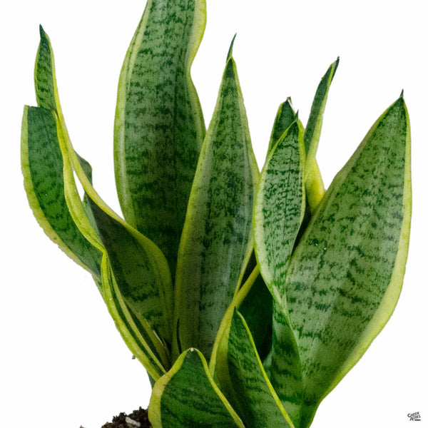 SansevieriaSuperbaCompacta_6c2
