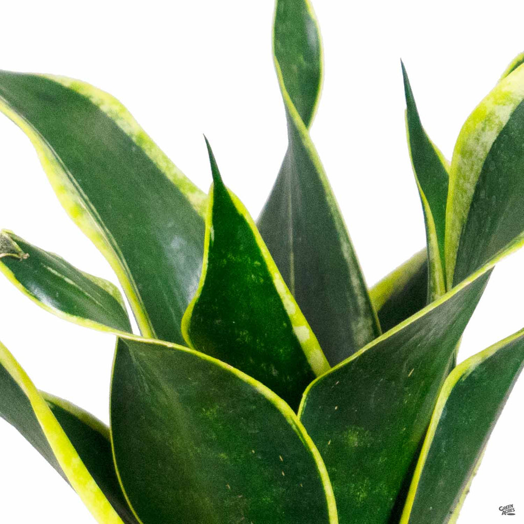 Snake Plant 'Black Gold' — Green Acres Nursery & Supply