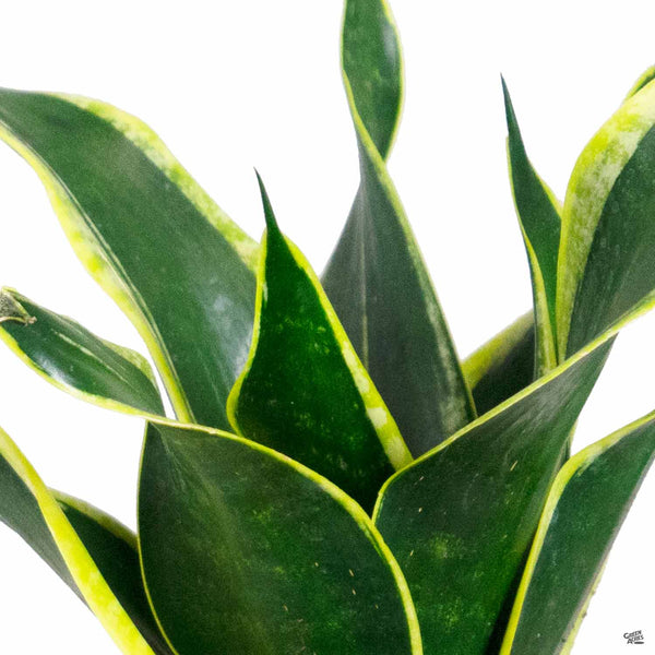 black gold superba snake plant Snake Plant 'Black Gold' — Green Acres Nursery & Supply