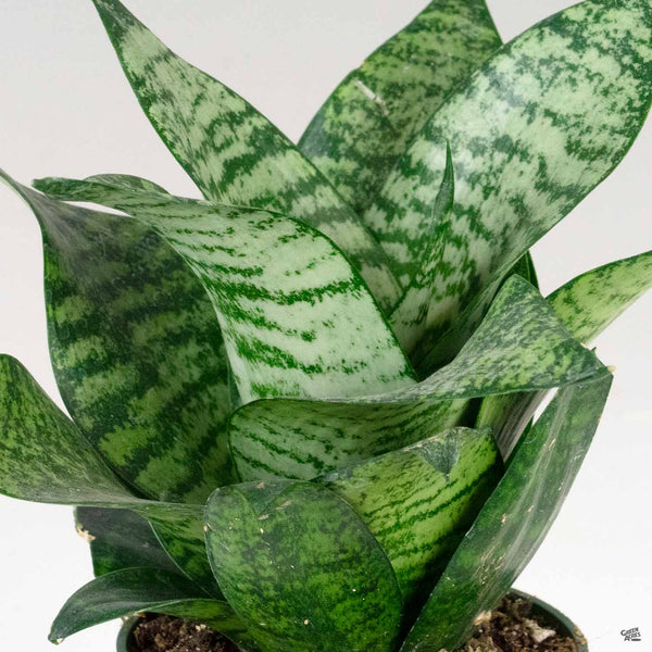 sansevieria hahnii gaster Sansevieria 'Green Hahnii' — Green Acres Nursery & Supply