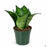 Sansevieria 'Star Power' Quart