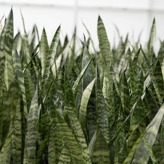 purple and green snake plant Snake Plant 'Zeylanica' — Green Acres Nursery & Supply