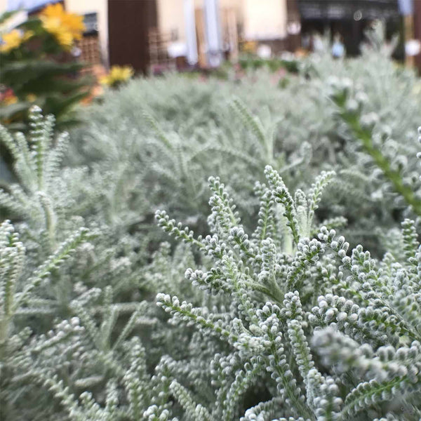 lavender cotton plant Lavender Cotton — Green Acres Nursery & Supply