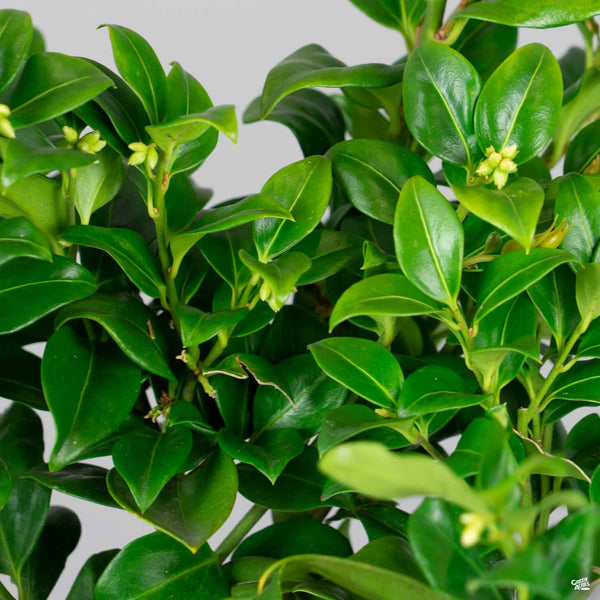 Sarcococca_FragrantSweetBox_60