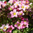 Saxifrage Touran Pink