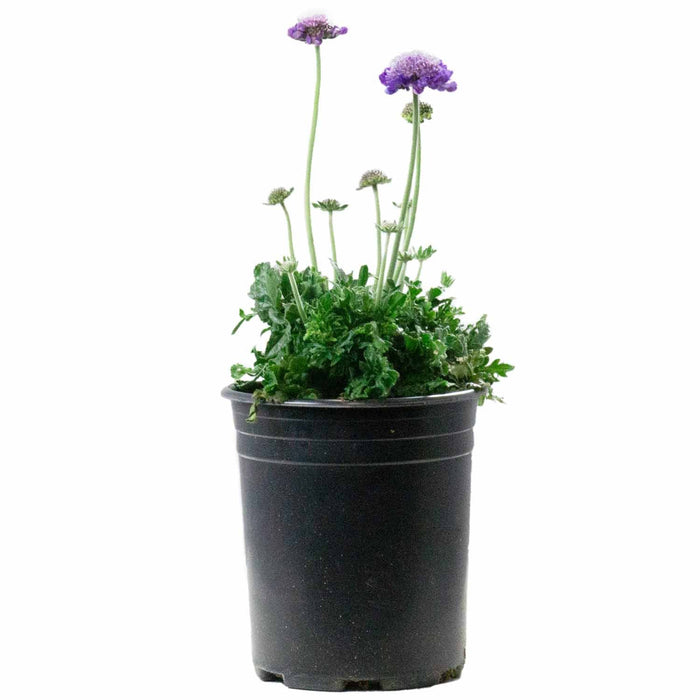 Pincushion Flower 1 gallon
