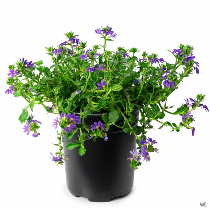 Fan Flower 'Violet' 1 gallon
