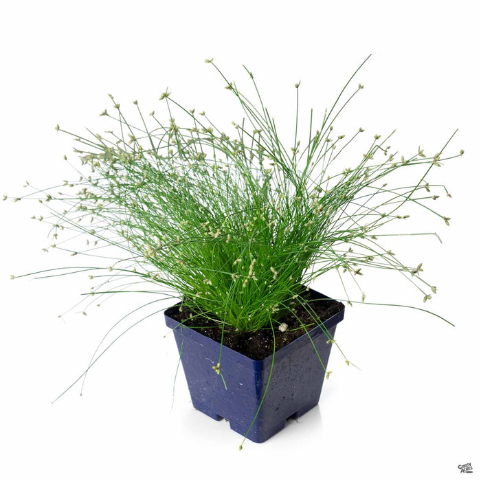 Fiber Optic Grass 4 inch