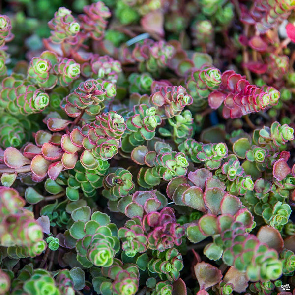blood succulent target Stonecrop 'Dragon's Blood' — Green Acres Nursery & Supply