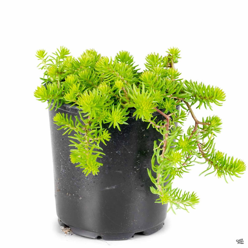 angelina succulent plant Stonecrop 'Angelina' — Green Acres Nursery & Supply