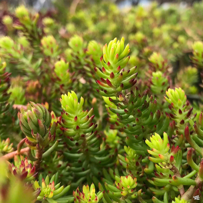 succulent angelina Stonecrop 'Angelina' — Green Acres Nursery & Supply