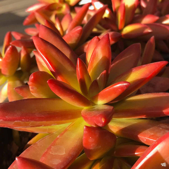 coppertone succulent Stonecrop 'Coppertone' — Green Acres Nursery & Supply