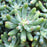 Stonecrop pachyphyllum