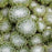 Sempervivum arachnoideum 'Cobweb'