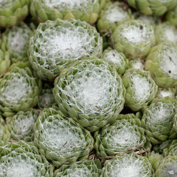cobweb succulents Cobweb Hens & Chicks