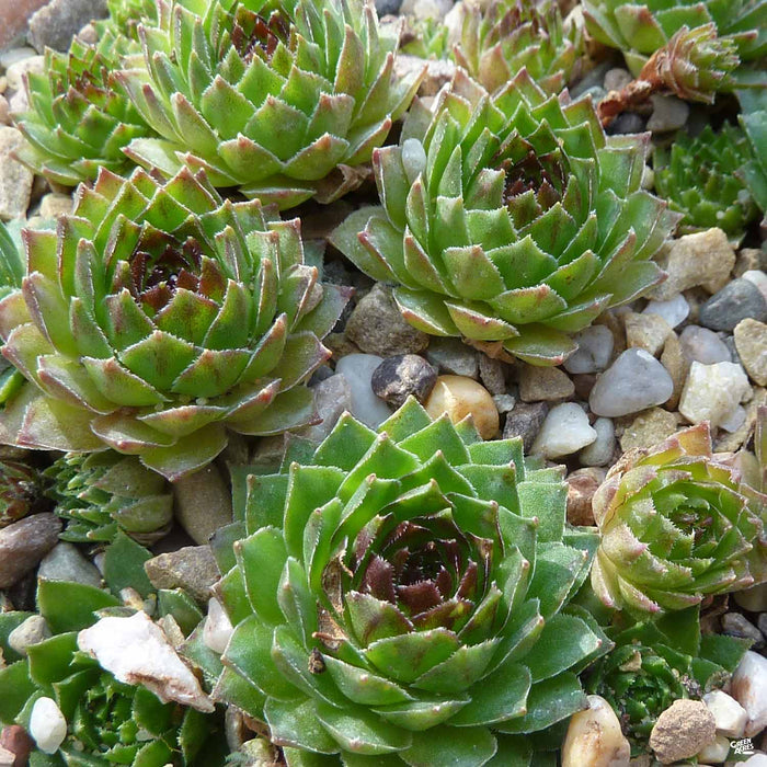 Hen and Chicks 