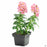 Snapdragon 4 inch, Pink
