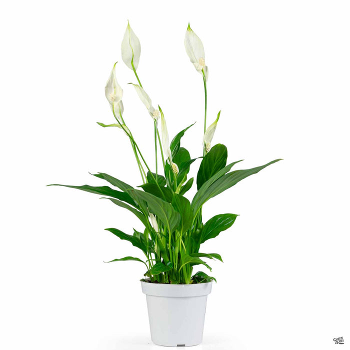 Spathiphyllum (Peace Lily) 4 inch
