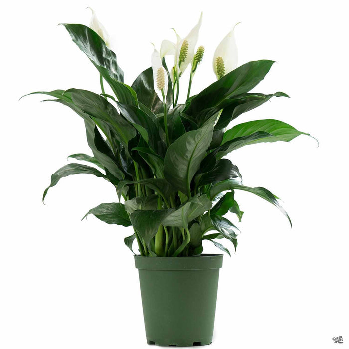 Spathiphyllum (Peace Lily) 6 inch