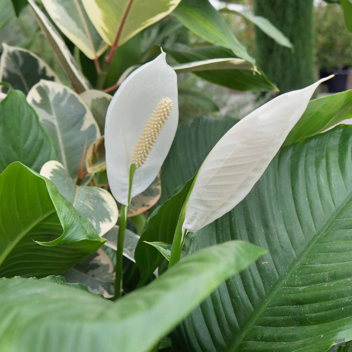 PEACE LILY PLANT Spathiphyllum clevelandii in Cedar City, UT - Boomer's  Bloomers & The Candy Factory
