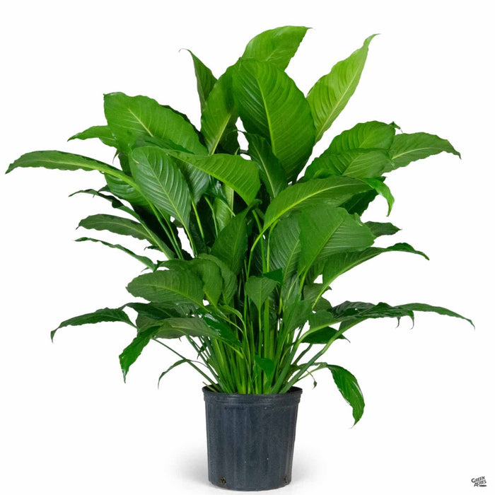 Peace Lily 'Sweet Pablo' 10 inch