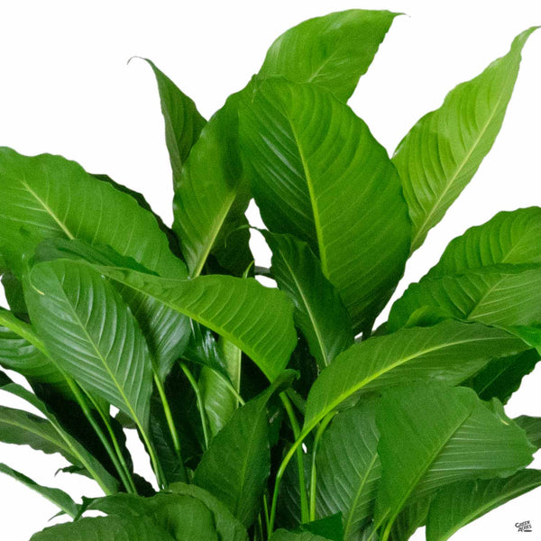 baby ate peace lily leaf Peace Lily 'Sweet Pablo' — Green Acres Nursery & Supply