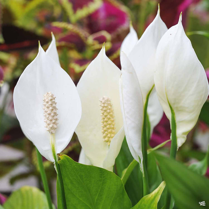 peace lily homebase Peace Lily — Green Acres Nursery & Supply