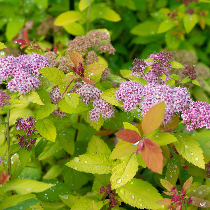 Double Play Candy Corn Spirea blooms