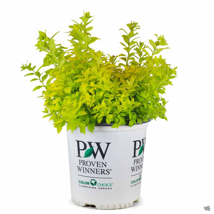 Double Play Gold Spiraea 02T Proven Winners