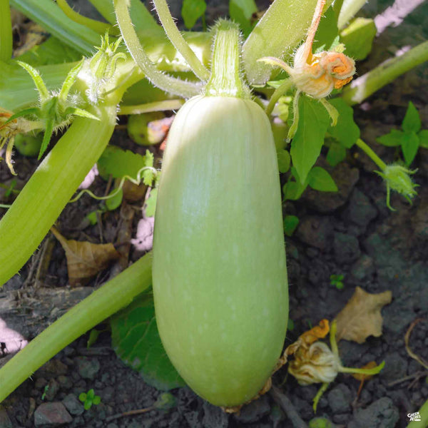 Squash 'Magda' — Green Acres Nursery & Supply