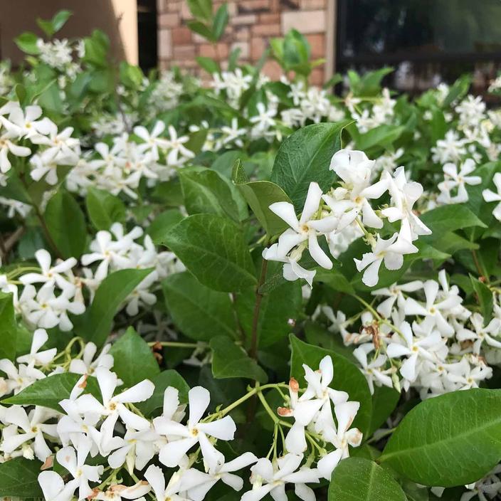 Star Jasmine