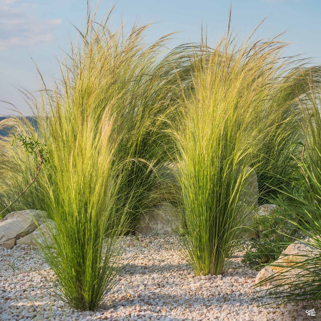 Stipa Tenuissima Mexican Feather Grass