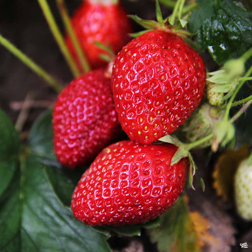 Strawberry 'Albion'